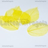 5 Foglie Disidratate Gialle misure 7x4.5cm -5x2.5cm