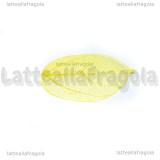 5 Foglie Disidratate Gialle misure 7x4.5cm -5x2.5cm