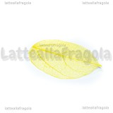 5 Foglie Disidratate Gialle misure 7x4.5cm -5x2.5cm