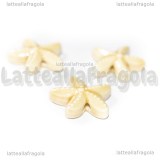 Stella Marina in ceramica Beige con foro passante 19x18mm