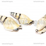 Ciondolo Conchiglia Naturale finiture argento 58-66x24-27mm