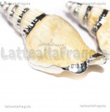 Ciondolo Conchiglia Naturale finiture argento 58-66x24-27mm