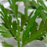 Scatola Foglie disidratate verdi 1cm circa