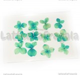 12 Ortensie Blu-verde Disidratate 30mm circa