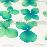 12 Ortensie Blu-verde Disidratate 30mm circa