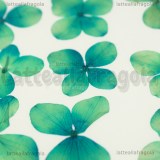 12 Ortensie Blu-verde Disidratate 30mm circa
