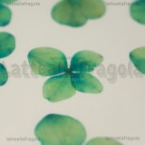12 Ortensie Blu-verde Disidratate 30mm circa