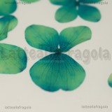 12 Ortensie Blu-verde Disidratate 30mm circa