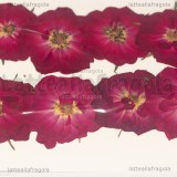 8 Rose Rosse Disidratate 30-35mm circa