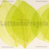 6 Foglie Disidratate Verdi misure 7x4.5cm -5x2.5cm