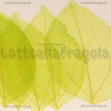 6 Foglie Disidratate Verdi misure 7x4.5cm -5x2.5cm